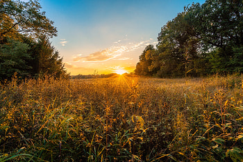 Nature, Trees, Sunset, Grass, Sun HD wallpaper