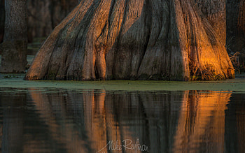 Trunk, Cypress Tree HD wallpaper