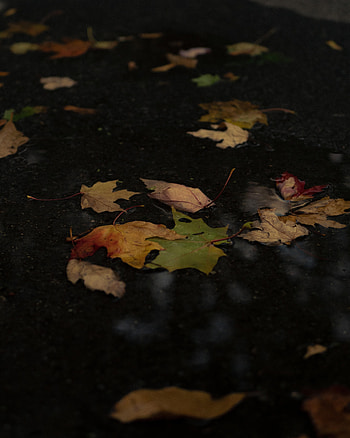 Autumn, Leaves, Miscellanea, Miscellaneous, Puddle, Fallen Leaves HD phone wallpaper