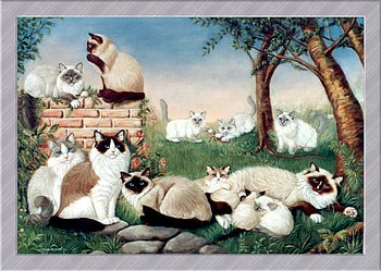 Cats, animal, kitten, kuitten, cat, play HD wallpaper