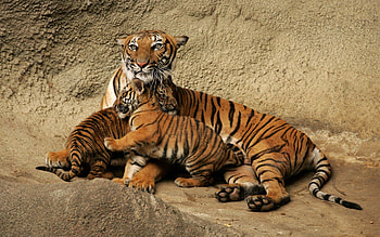 Animals, Young, Tiger, Playful, Care, Cubs HD wallpaper
