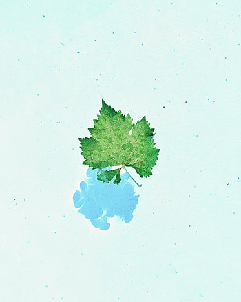 Water, Macro, Sheet, Leaf, Veins HD phone wallpaper