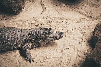 Animals, Sand, Reptile, Crocodile HD wallpaper