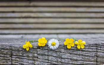 Pretty flowers, white, pretty, petals, yellow, nature, flowers HD wallpaper