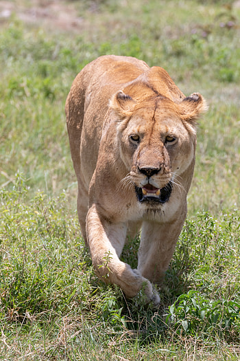 Animals, Grass, Predator, Big Cat, Lioness, To Fall, Mouth HD phone wallpaper