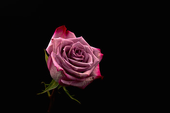 Pink, Dark, Rose Flower, Rose, Bud, Dark Background HD wallpaper