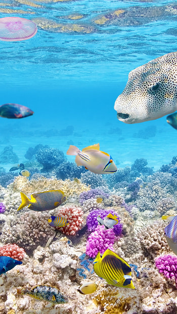 Sea sponge species, Unique underwater creatures, Vibrant marine ecosystem, Invertebrate marine animals HD phone wallpaper