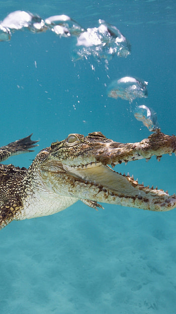 Crocodile, Reptile species, Aquatic predator, Powerful jaws HD phone wallpaper