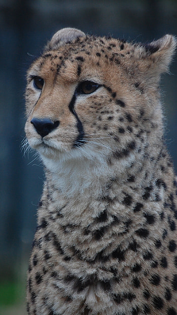 Cheetah, Leopard HD phone wallpaper