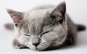 Animals, Kitty, Kitten, Muzzle, Nice, Sweetheart, Kid, Tot, Sleep, Dream HD wallpaper