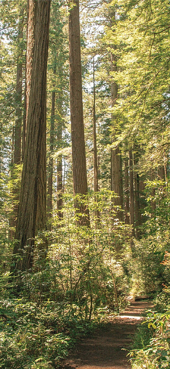 Redwood National Park, , , Stunning nature HD phone wallpaper