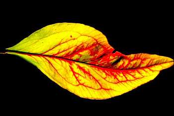 Fall Color, leaf, color, fall HD wallpaper