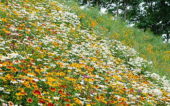 Eden Garden, garden, eden HD wallpaper