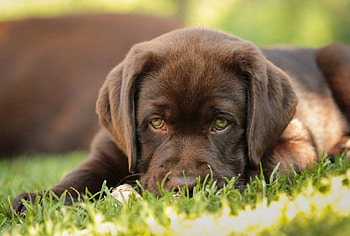 Dog, sweet, animal, dogs, cute, beautiful, puppys, puppy, pretty, animals, lovely HD wallpaper