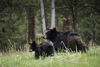 Animals, Bears, Young, Couple, Pair, Stroll, Family, Joey HD wallpaper