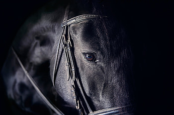Horse, animal, black, skin, texture, cal, eye HD wallpaper