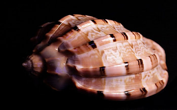 Seashell, shell, sand, ocean, beach HD wallpaper