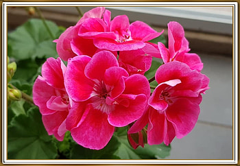 BEAUTIFUL GERANIUMS, PRETTY, NATURE, FLOWERS HD wallpaper