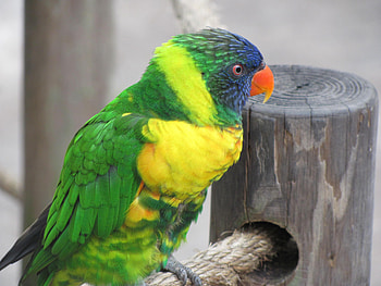 Perched for Admiring, parakeet, nature, bird, pets HD wallpaper