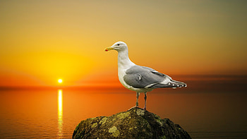Lake dwelling, Seagull on a rock, Tranquil scene, Serene beauty HD wallpaper