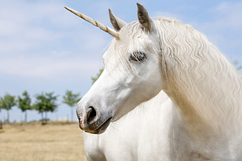 Unicorn, horse, white, fantasy HD wallpaper