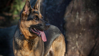 German Shepherd, Dog , Expert HD wallpaper