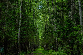 Explore the serenity of a vibrant green forest path surrounded by towering trees. HD wallpaper