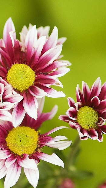 Flowers , Green Background HD phone wallpaper