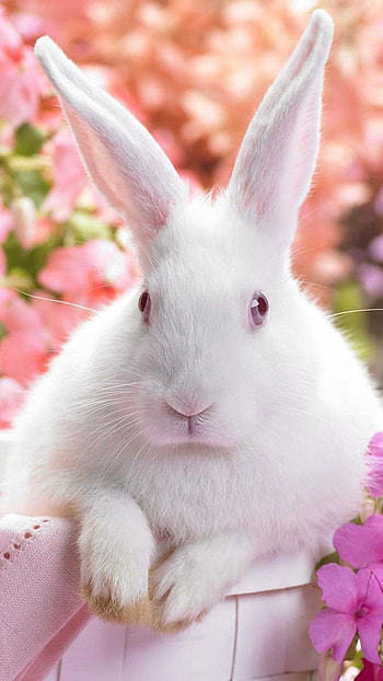 A Cute, Cute Bunny HD phone wallpaper