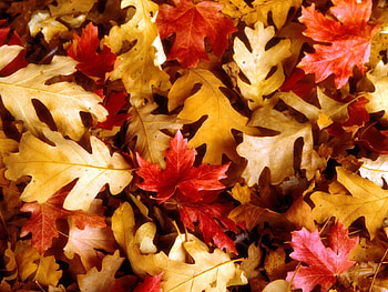Background, Autumn, Leaves HD wallpaper