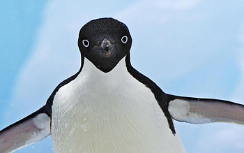 CLOSER, CLOSE, PENQUIN, TIMELINE, UP, COVER HD wallpaper