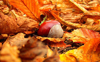 Autumn chestnuts, nature , Vibrant colors, Breathtaking scenery HD wallpaper