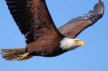 *** Eagle ***, zwierzeta, lecacy, ptaki, orzel HD wallpaper