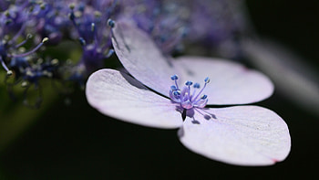 Lavender Flower Petals, flowers, petals, lavender HD wallpaper