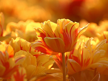 Plants, Flowers HD wallpaper