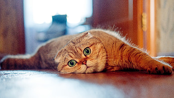 Stare, big, fat, pet cat HD wallpaper