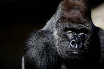 Western lowland gorilla, African wildlife, Natural habitat, Conservation efforts HD wallpaper