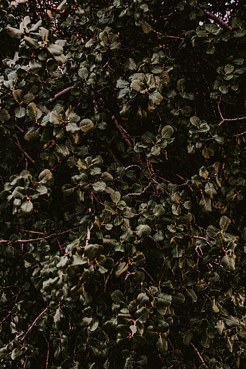 Nature, Leaves, Bush, Plant, Branches HD phone wallpaper