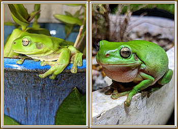 FROG COLLAGE, NATURE, FROG, COLLAGE HD wallpaper