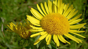 Flower, Plant, Macro, Petals HD wallpaper