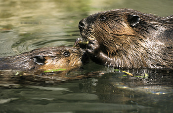 Beaver, Rodent, Castor HD wallpaper