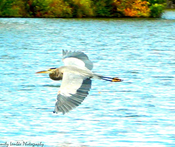 Blue Heron, Fisher, Heron, Gliding, Flying, Blue HD wallpaper