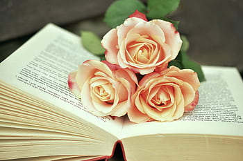 Soft pink roses elegantly arranged on an open book, symbolizing romance and literature. HD wallpaper