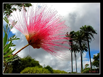 flower, nature, flowers HD wallpaper