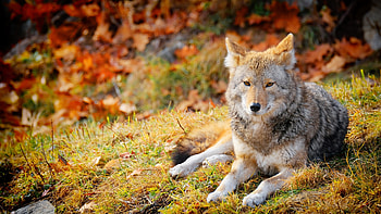 Gray Wolf, Ultra , Stunning , Magnificent wildlife HD wallpaper