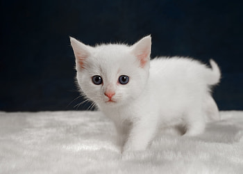 Kitten, pisica, sweet, animal, white, black, cute, cat HD wallpaper