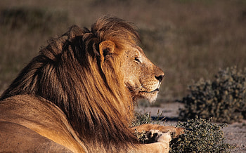 Animals, Lion, Predator, Big Cat, Profile HD wallpaper
