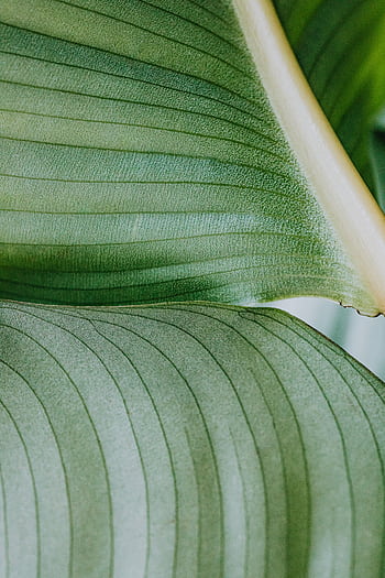 Detailed texture of tropical green leaves in a close-up botanical shot. HD phone wallpaper