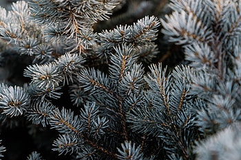 Pine, Macro, Branch, Needles HD wallpaper