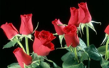 Red roses - Wide, rose, black, red, flower HD wallpaper